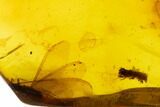 Fossil Amber With Insect Inclusion ( g) - Mexico #104252-1